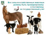 уу.jpg